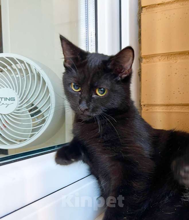 Кошки в Москве: Котёнок Шанель в добрые руки Девочка, Бесплатно - фото 6