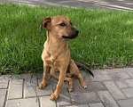 Собаки в Краснодаре: Как же Яшенька хочет стать нужным Мальчик, 100 руб. - фото 1