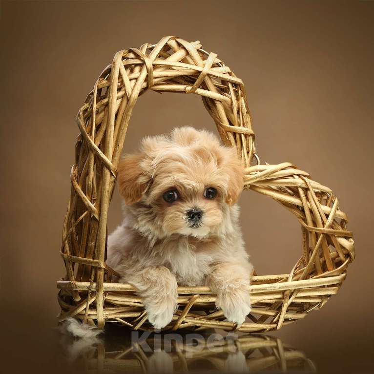 Собаки в Москве: Лукас. Изумительный кобель-мальтипу благородного бежевого окраса. Мальчик, 550 000 руб. - фото 4