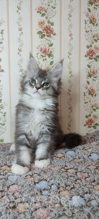 Кошки в других городах Московской области: Котик мейн-кун Мальчик, 45 000 руб. - фото 4