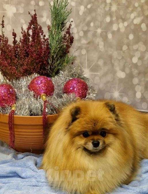 Собаки в Самаре: Щенята миники из питомника Девочка, Бесплатно - фото 4