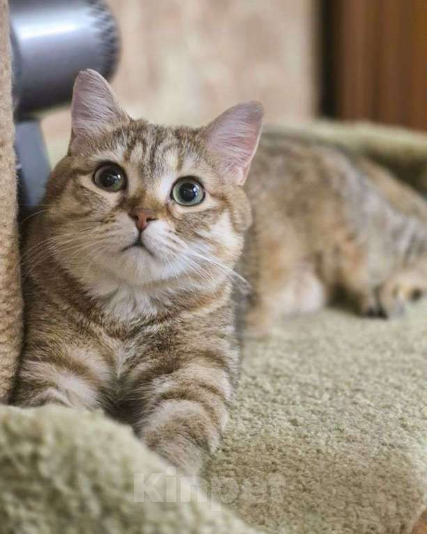 Кошки в Москве: Метис шотландской кошечки в добрые руки! Девочка, Бесплатно - фото 2