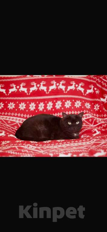 Кошки в Москве: В добрые руки Мальчик, 100 руб. - фото 2