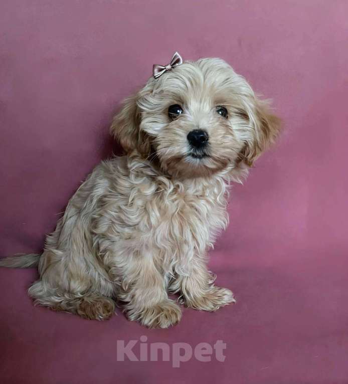 Собаки в Москве: Мальтипу f1девочка нежная карамель Девочка, 70 008 руб. - фото 5