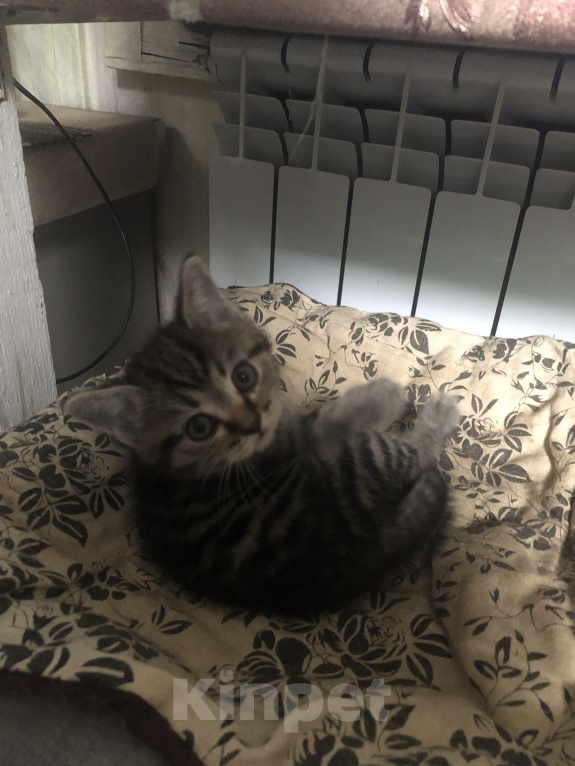 Кошки в Нижнем Новгороде: Кошка Мальчик, 3 500 руб. - фото 4