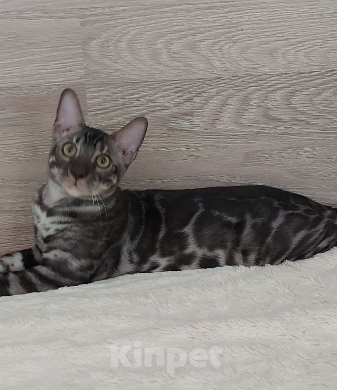 Кошки в Москве: Бенгальский ктик Мальчик, Бесплатно - фото 3