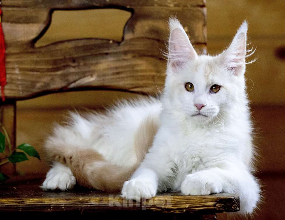 Кошки в других городах Ленинградской области: Мейн кун котик Мальчик, 50 000 руб. - фото 3