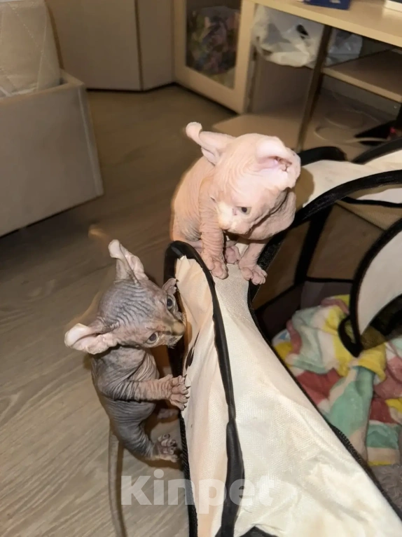 Кошки в Одинцово: Продадим прекрасных котят в добрую, любящую семью Разнополые, 15 000 руб. - фото 6