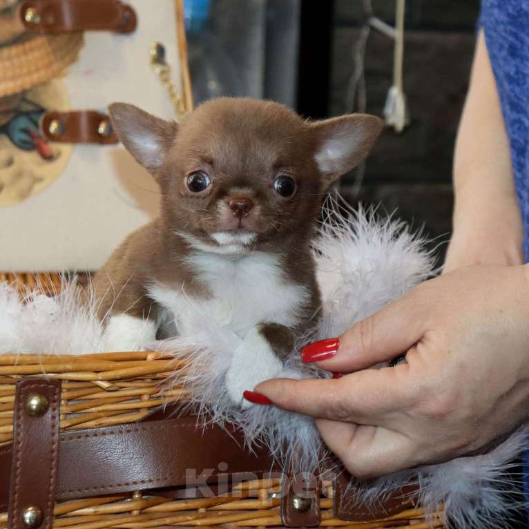 Собаки в Москве: Крошка чихуахуа Девочка, 100 000 руб. - фото 1
