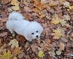 Собаки в Москве: Щенок Бишон фризе Мальчик, 50 000 руб. - фото 9