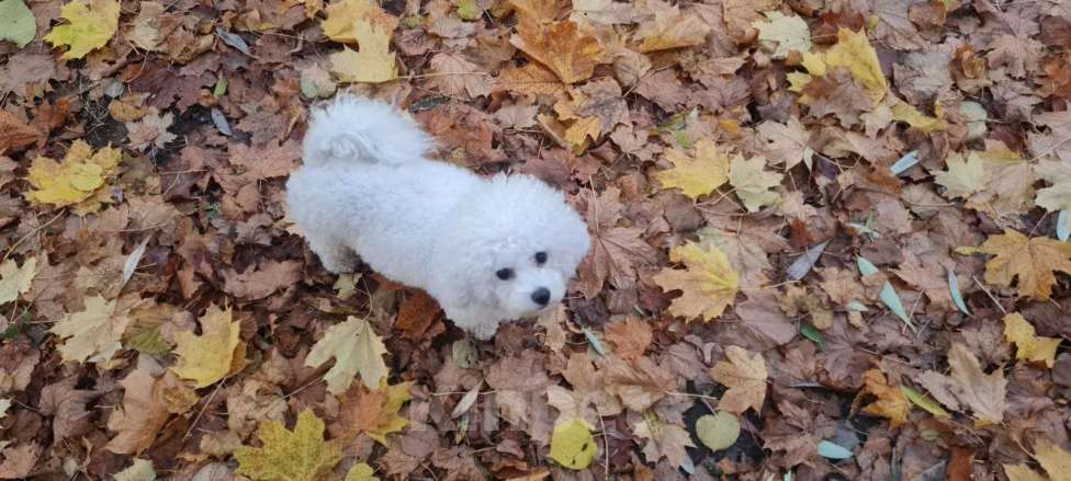 Собаки в Москве: Щенок Бишон фризе Мальчик, 50 000 руб. - фото 9