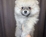 Собаки в Калининграде: Девочка померанский шпиц Мальчик, 25 000 руб. - фото 3