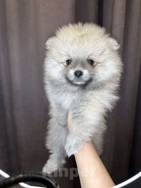 Собаки в Калининграде: Девочка померанский шпиц Мальчик, 25 000 руб. - фото 3