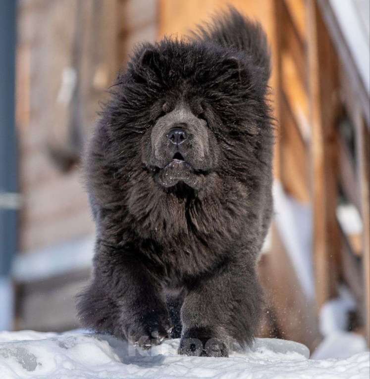 Собаки в Москве: Подрощенный щенок чау чау Девочка, Бесплатно - фото 2