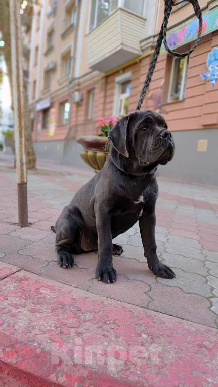 Собаки в Краснодаре: Щенок Кане Корсо Девочка, 60 000 руб. - фото 6