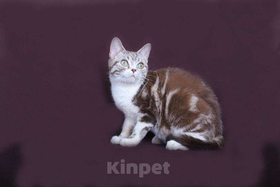 Кошки в Москве: Американский короткошерстный котёнок Мальчик, 60 000 руб. - фото 1