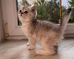 Кошки в других городах Московской области: Шотландский котенок Девочка, 30 000 руб. - фото 3