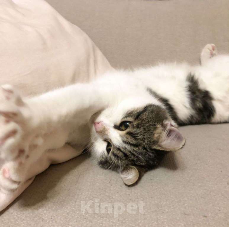 Кошки в Москве: Тиму спасли с пепелища — это все, что осталось от дома.. Мальчик, Бесплатно - фото 4