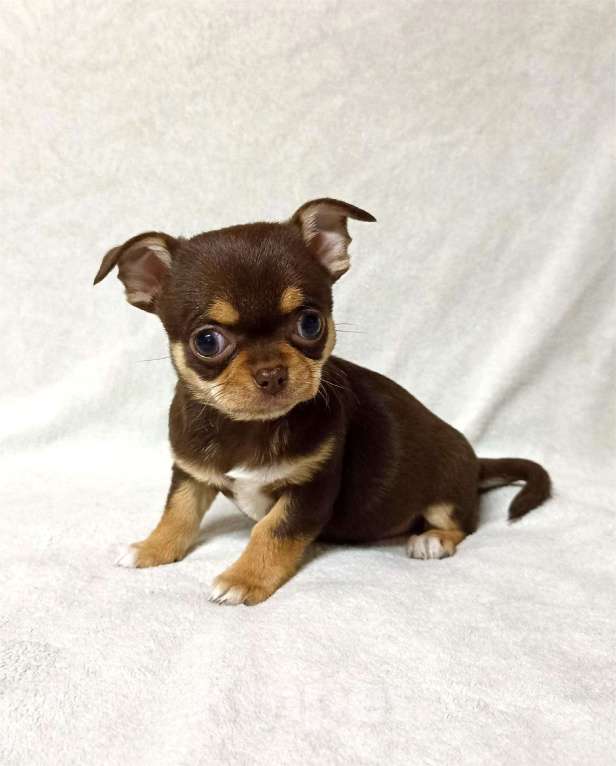 Собаки в Нижнем Новгороде: Девочка чихуахуа Девочка, 25 000 руб. - фото 2