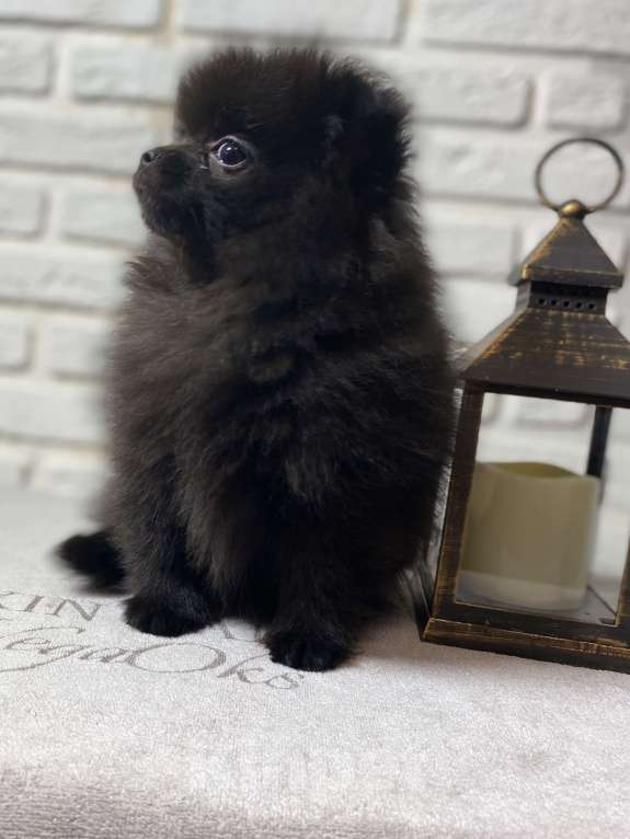 Собаки в Москве: Померанский шпиц  Девочка, 40 000 руб. - фото 7