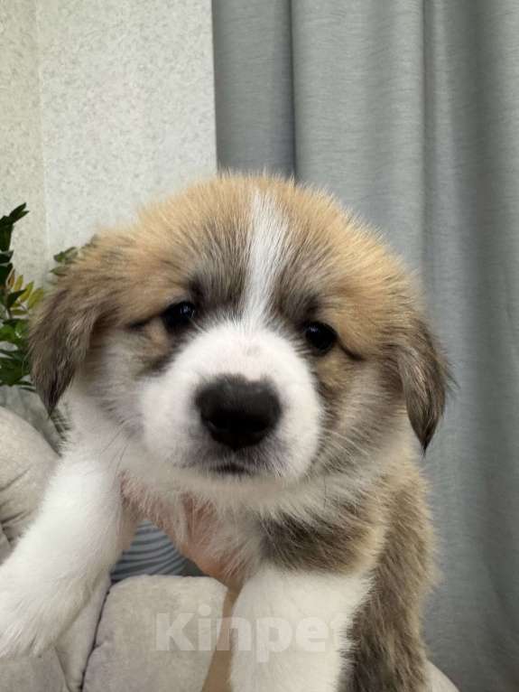 Собаки в Москве: Щенки Вельш корги пемброк Мальчик, Бесплатно - фото 5