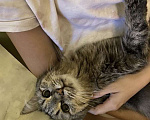 Кошки в Казани: Нашу кошку в добрые руки Девочка, Бесплатно - фото 5