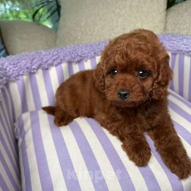 Собаки в Омске: Той-пудель, щенок Мальчик, 150 000 руб. - фото 9