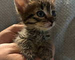 Кошки в Ульяновске: котята ищут самый лучший дом и любящих хозяев! Девочка, Бесплатно - фото 1