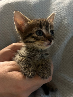 котята ищут самый лучший дом и любящих хозяев!