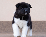 Собаки в Москве: Продаются щенки Американской Акиты от 50 0000 руб., 50 000 руб. - фото 6