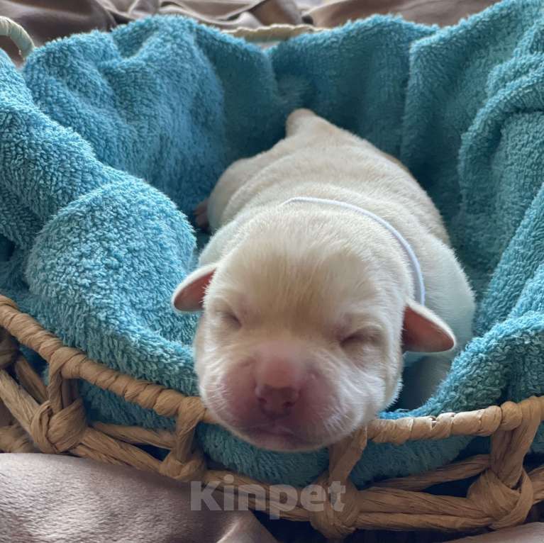 Собаки в Казани: Лабрадор-ретривер кобель   Мальчик, 50 000 руб. - фото 5