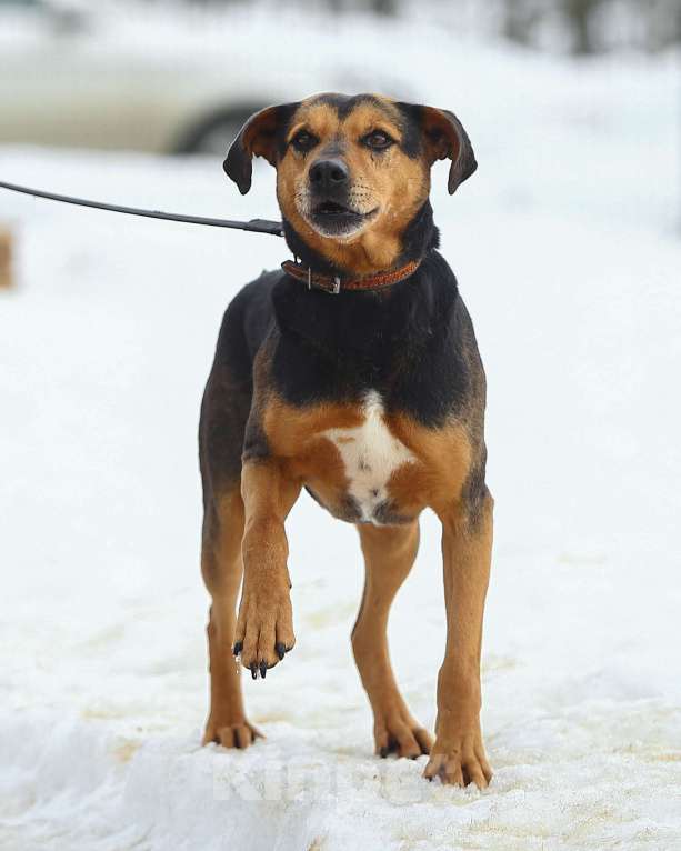 Собаки в Москве: Басти. Лапа, сердце, ветпаспорт впридачу Мальчик, 1 руб. - фото 4