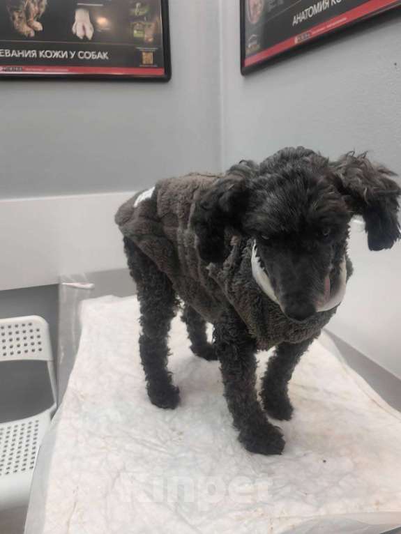 Собаки в Белореченске: В хорошие, добрые и любящие руки старенький пуделёк Мальчик, Бесплатно - фото 4