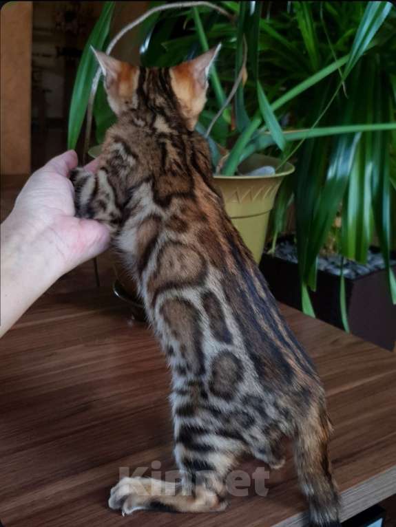 Кошки в Симферополе: Бенгальская девочка  Девочка, 60 000 руб. - фото 3