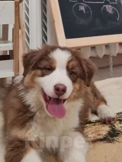 Собаки в Краснотурьинске: Девочка австралийской овчарки окраса красный триколор, др 29.08.25. Девочка, 60 000 руб. - фото 1