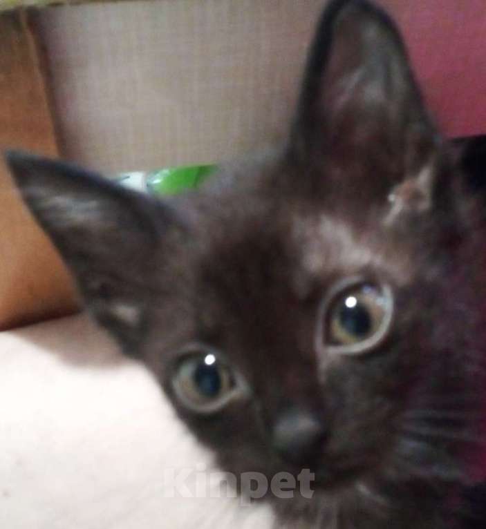 Кошки в Москве: 🏀  ( Рикки )  –  Игривый  и  ласковый домашний  котёнок  –  любящим людям Мальчик, Бесплатно - фото 6