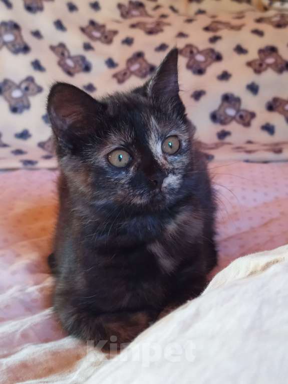 Кошки в Санкт-Петербурге: Ласковый  котëнок Софочка в добрые руки Девочка, Бесплатно - фото 4