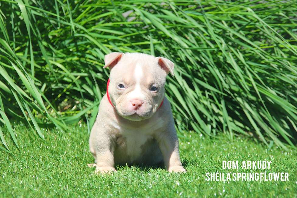 Собаки в Саратове: Красотка Американского булли  Девочка, 100 000 руб. - фото 3