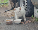 Кошки в Одинцово: Нашла кошку Одинцово! Полностью белый окрас, глаза зелёные с гетерохромией Девочка, 1 руб. - фото 1