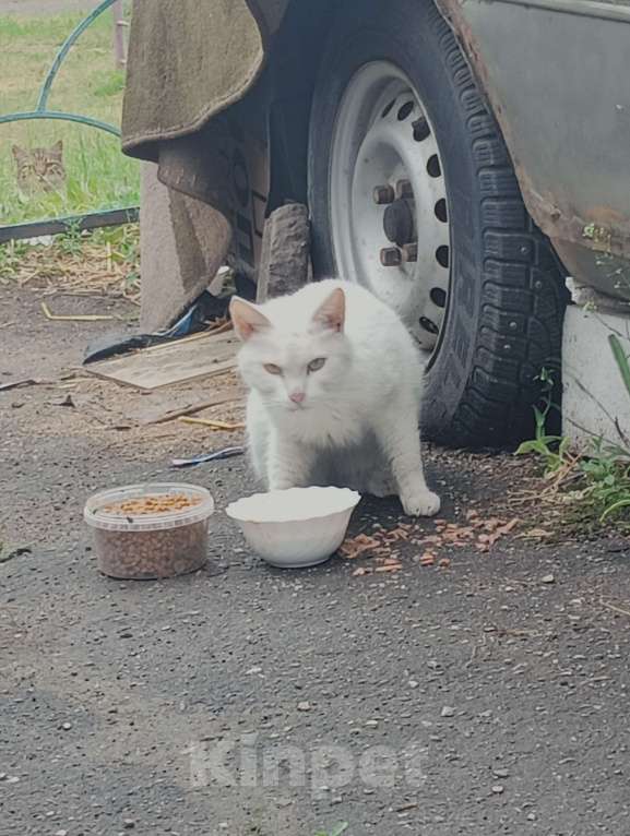 Кошки в Одинцово: Нашла кошку Одинцово! Полностью белый окрас, глаза зелёные с гетерохромией Девочка, 1 руб. - фото 1