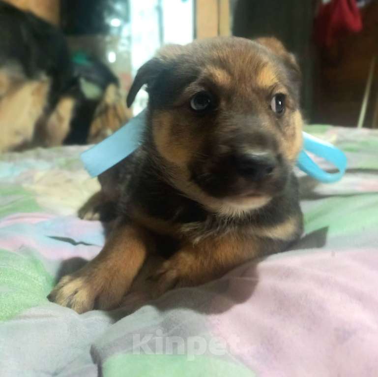 Собаки в Королеве: Щенок Лучик в дар, 2 месяца Мальчик, Бесплатно - фото 6