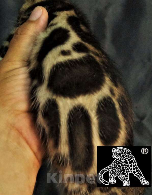 Кошки в Петропавловске-Камчатском: Бенгальский котик. ШОУ. Профессиональный питомник. Мальчик, Бесплатно - фото 9