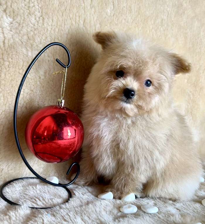 Собаки в Москве: Помапу мальчишка Мальчик, 45 000 руб. - фото 7