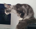 Кошки в Ейске: котята Мейн-Кун Мальчик, 35 000 руб. - фото 2