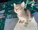 Кошки в других городах Московской области: Максик, котёнок мальчик 1,5 месяца в добрые руки, проведена обработка от глистов. Мальчик, Бесплатно - фото 2