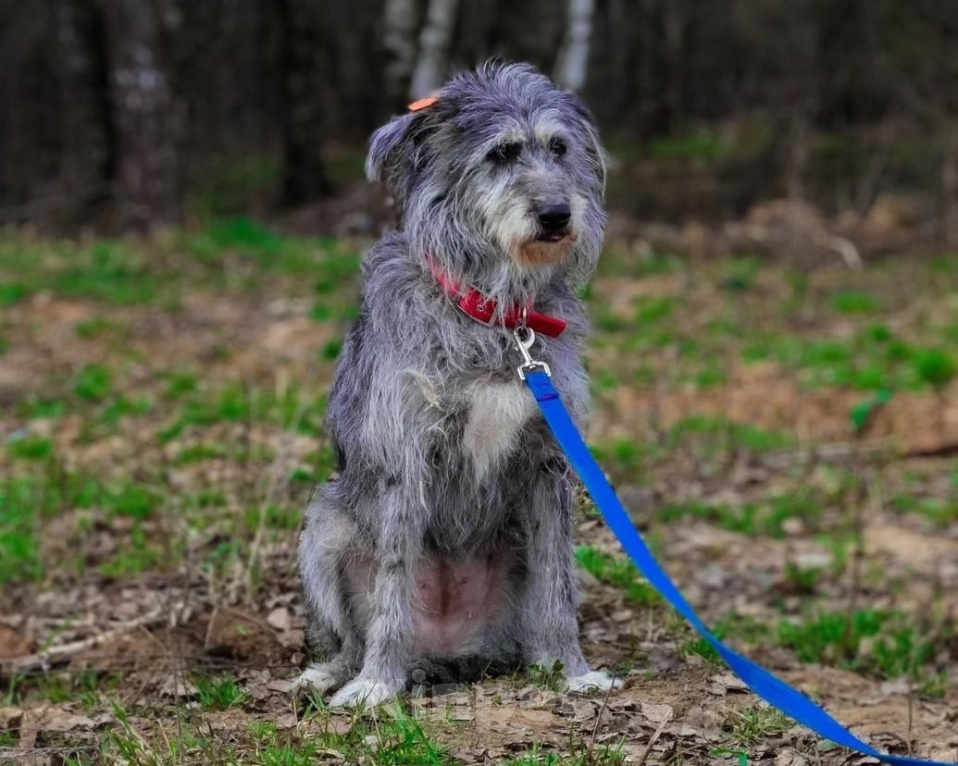Собаки в Москве: Храбрая Мегги в дар Девочка, Бесплатно - фото 4