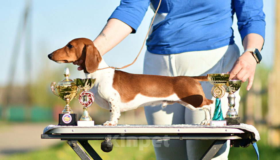 Собаки в других городах Московской области: 🐾 Добрый день☀️ 🏆 Профессиональный питомник «Magical Shine» предлагает щенков таксы миниатюрной па Мальчик, 100 000 руб. - фото 1