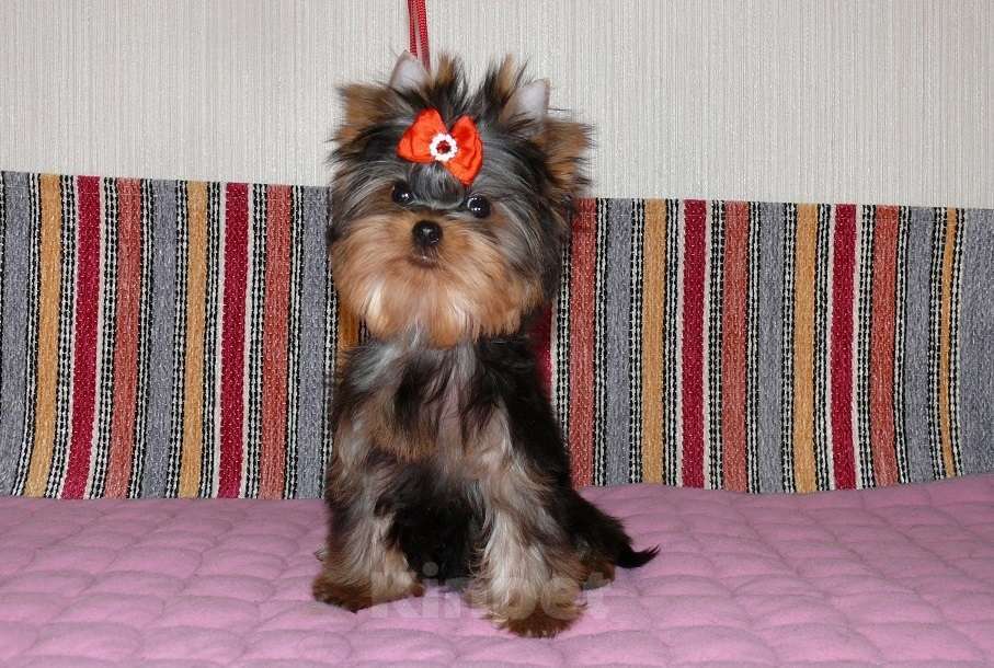 Собаки в Королеве: Йорк мини девочка  Девочка, 80 000 руб. - фото 5