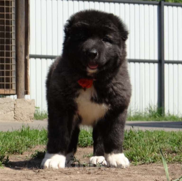 Собаки в других городах Нижегородской области: Щенки кавказской овчарки Мальчик, Бесплатно - фото 3