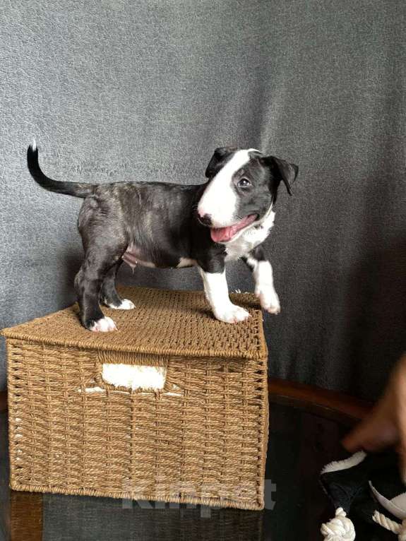 Собаки в Москве: Очень перспективные щенки стандартного бультерьера от здоровой и красивой пары чемпионов Мальчик, 90 000 руб. - фото 8